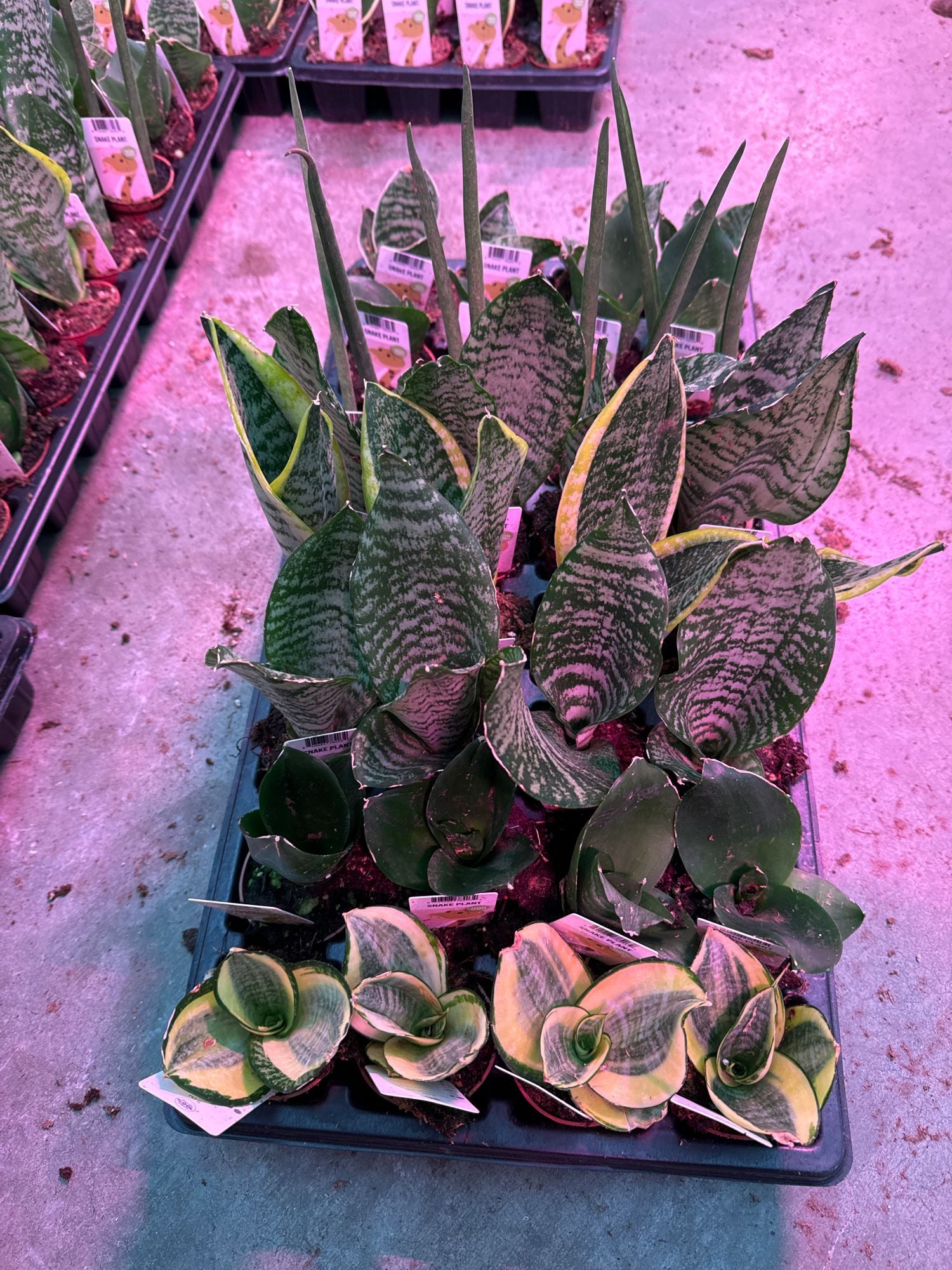 purple snake plant Assorted Snake Plant – Watering Tropical Fever