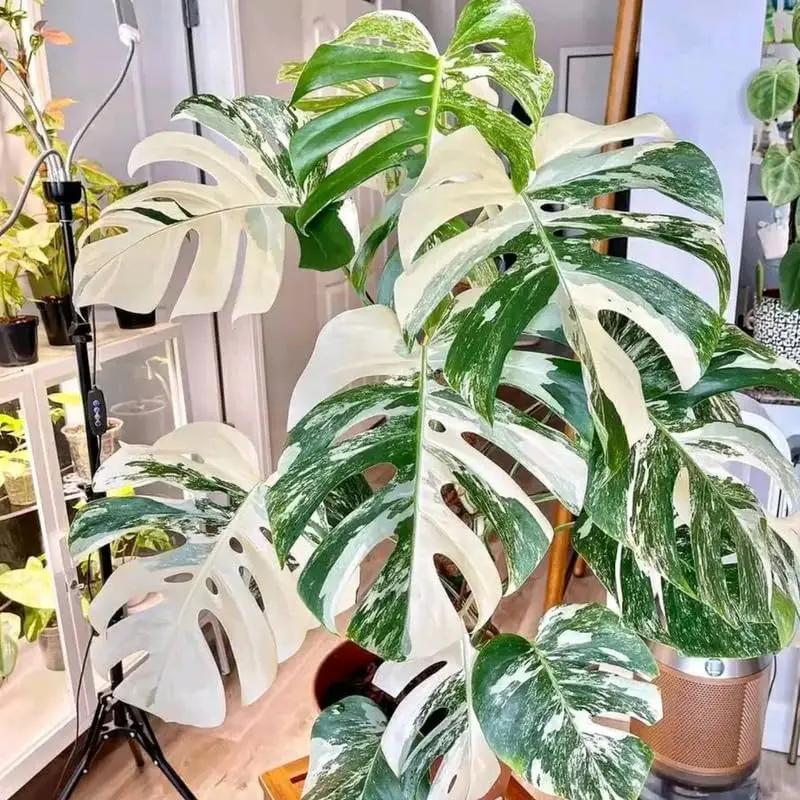 Monstera Albo