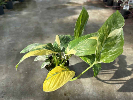 Monstera Lechleriana Variegated
