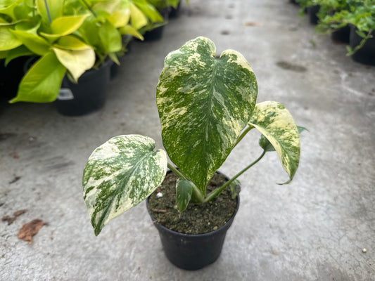 Monstera Mint Variegated