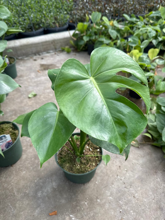 Monstera Deliciosa (Split Leaf)