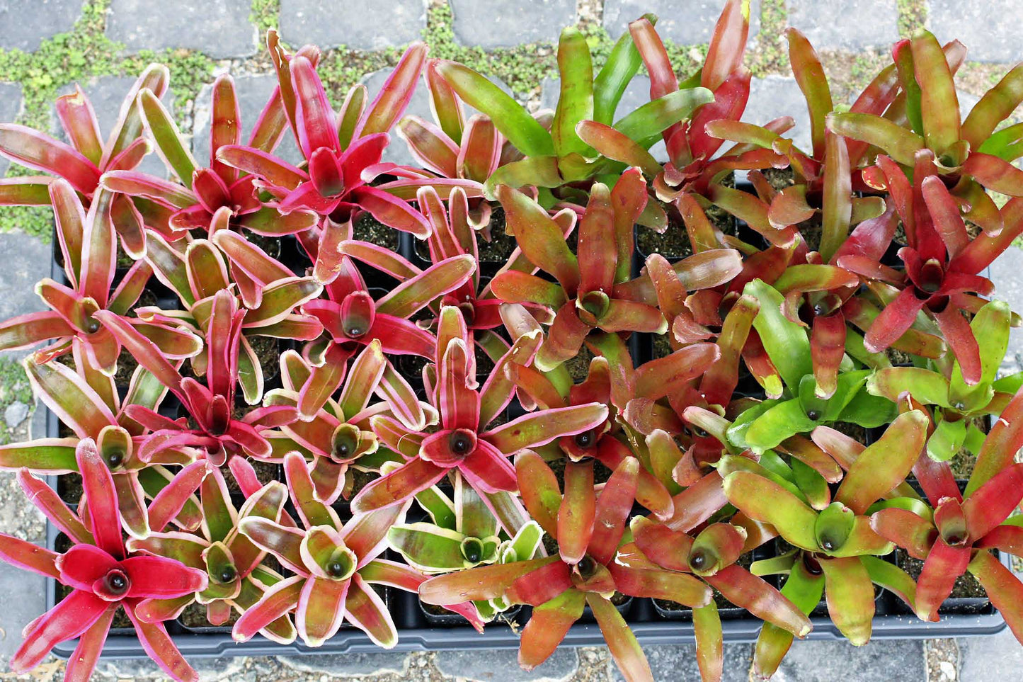 Bromeliads Neoregelia