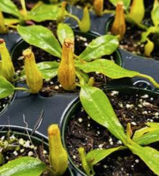 Nepenthes Dyeriana