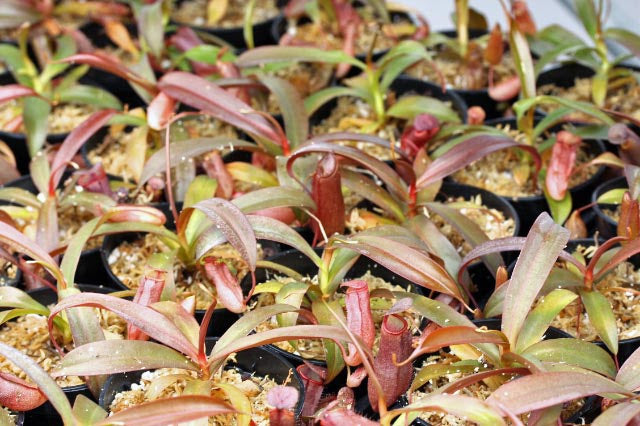Nepenthes x Rebecca Soper