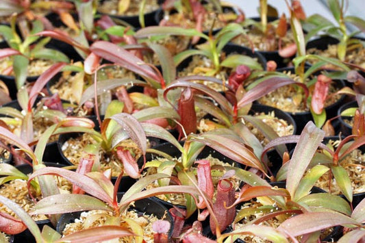 Nepenthes x Rebecca Soper