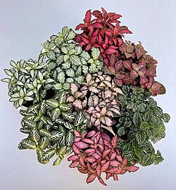 Fittonia Aka Nerve Plant