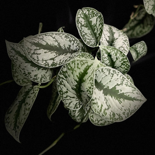 Scindapsus Pictus Exotica Large Leaves