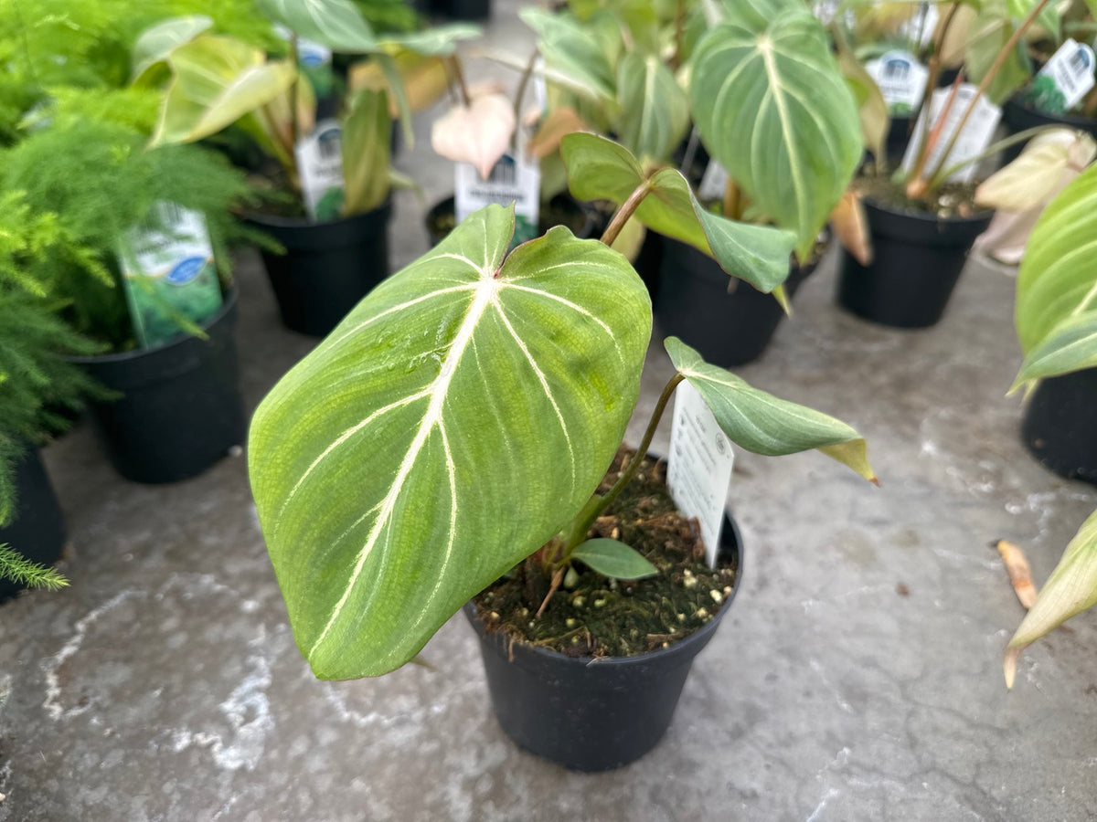 Philodendron Gloriosum White Vein