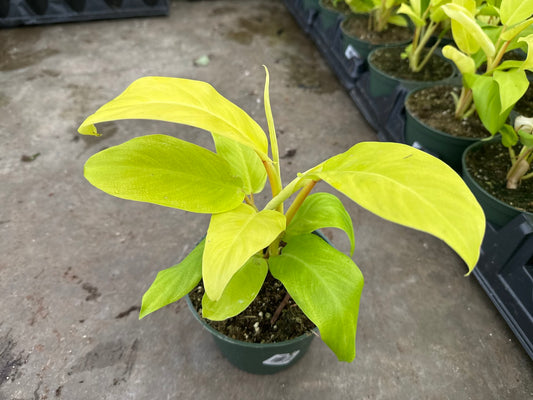 Philodendron Malay Gold