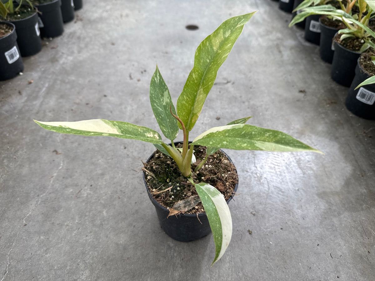 Philodendron Ring of Fire Variegated