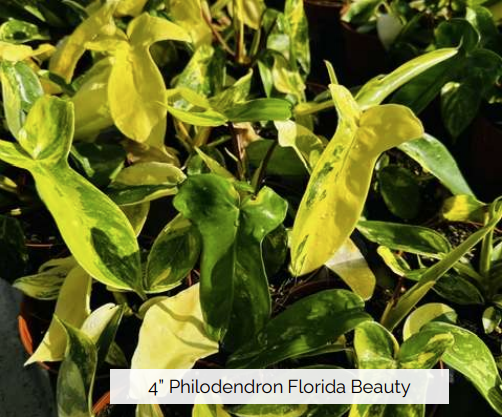 Philodendron Florida Beauty