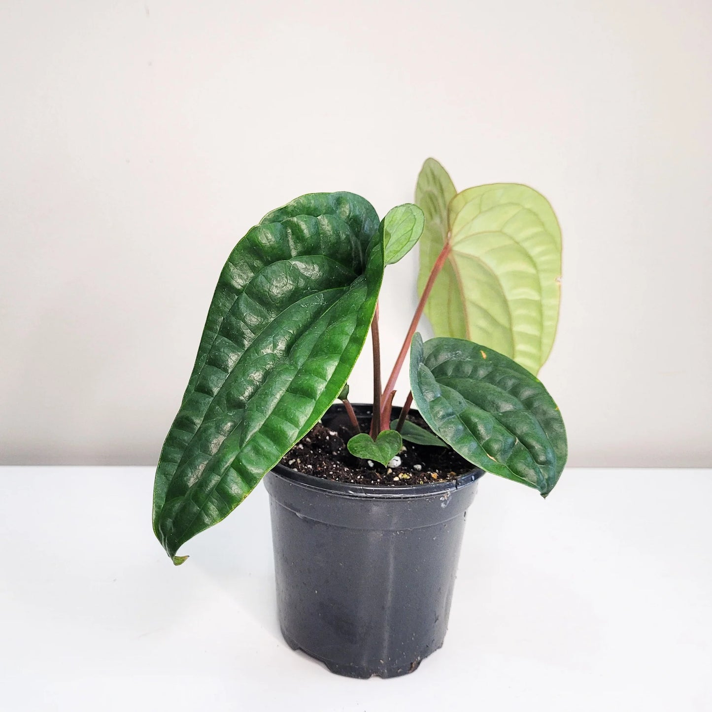 Anthurium Radicans x Luxurians