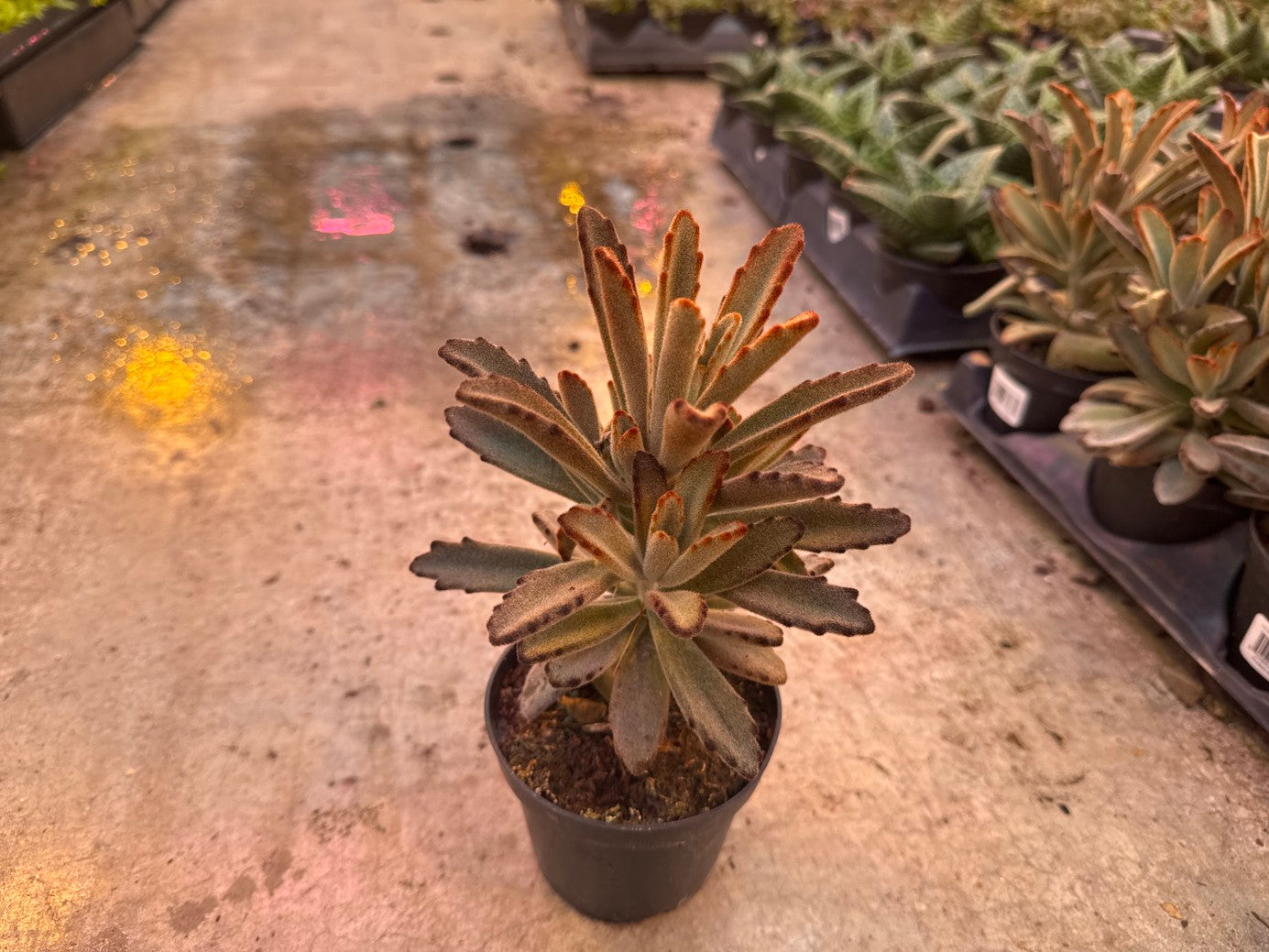 Panda Plant Chocolate Soilder