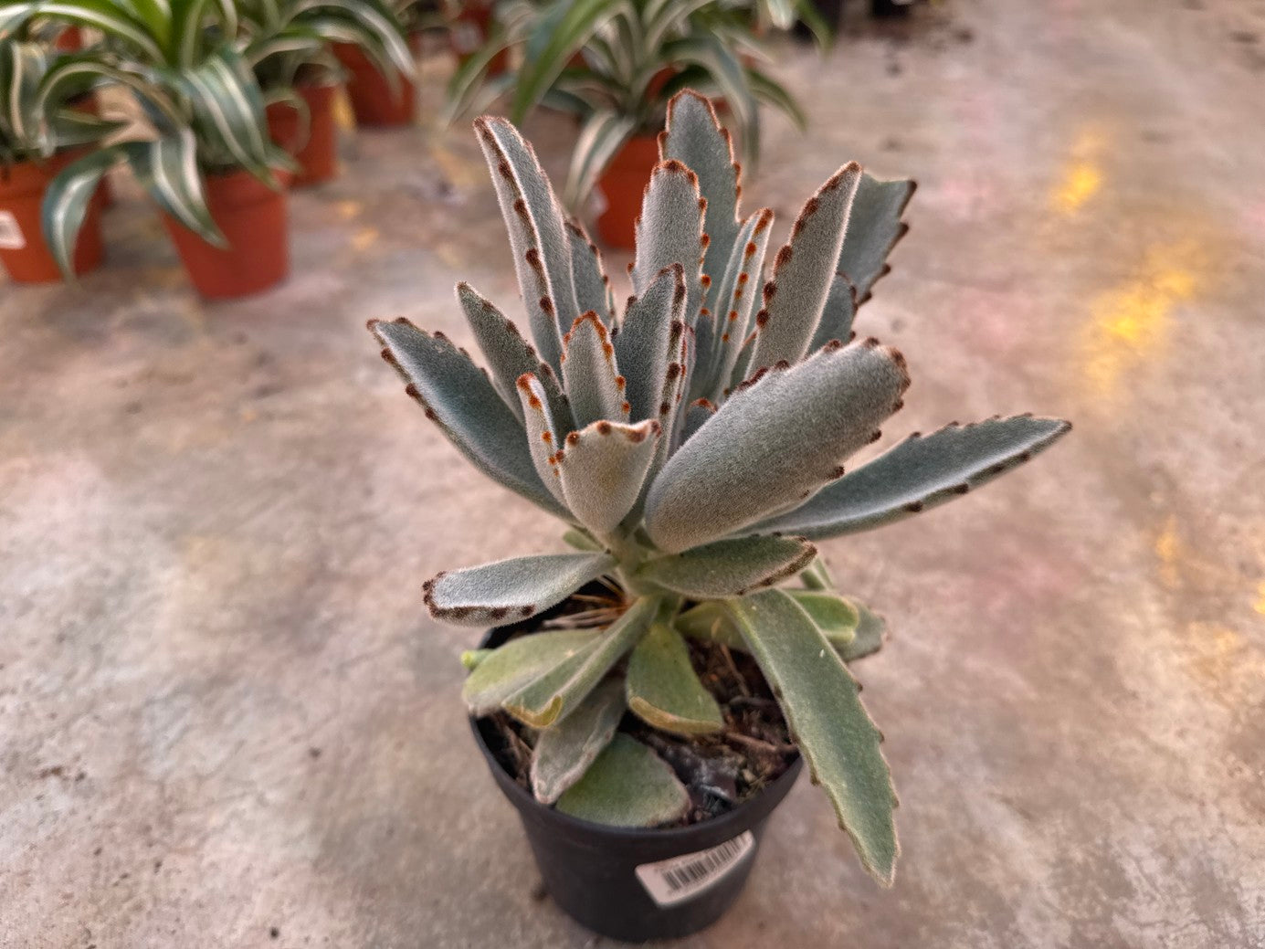 Panda Plant Silver 4" pot