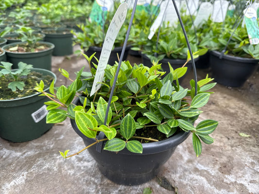 Peperomia Angulata