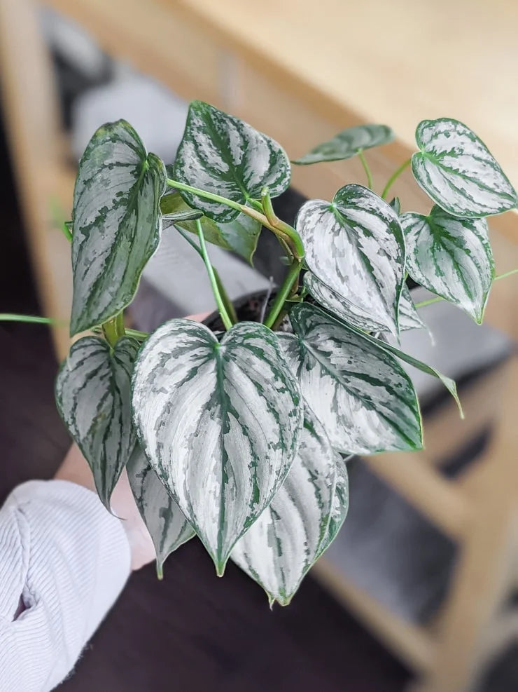 Philodendron Brandi Silver Leaf (Brandtianum) 4"