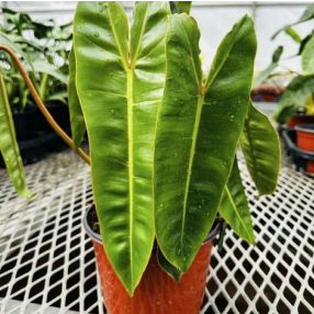 Philodendron Billlietiae