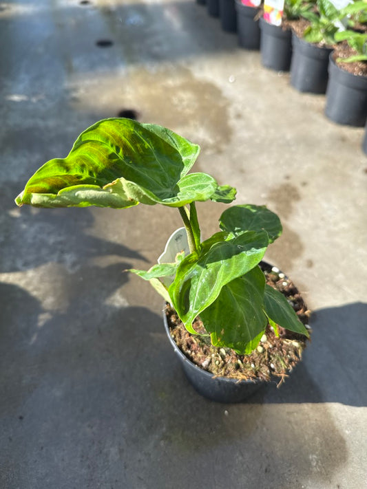 Philodendron Verrucosum Ecuador 4"