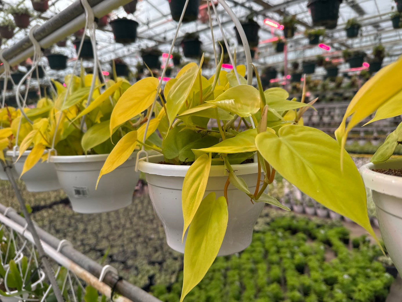 Philodendron Heart Leaf Lime