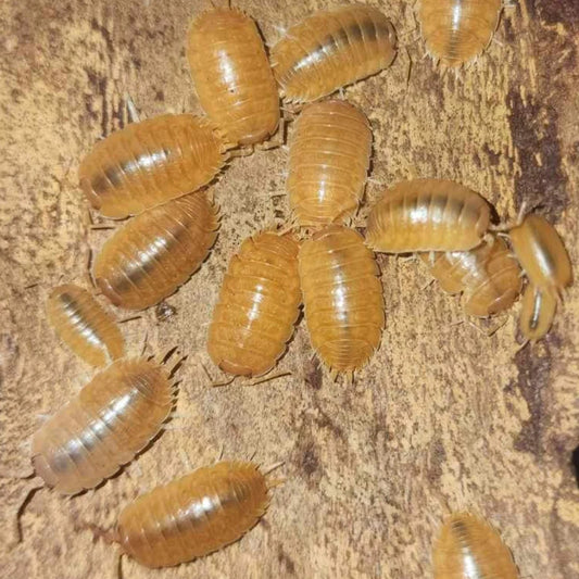 Porcellio Laevis Orange