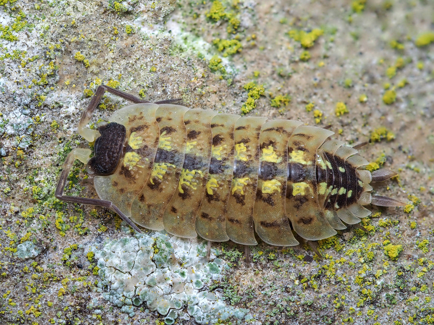 Porcellio Spinicornis