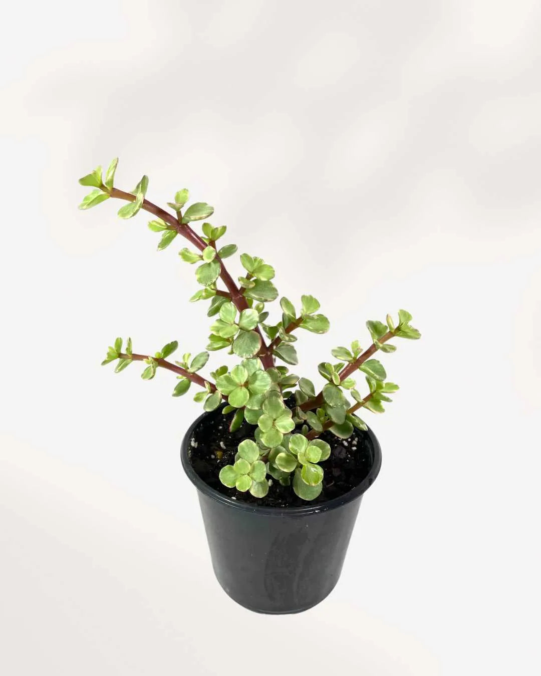 Jade Plant
