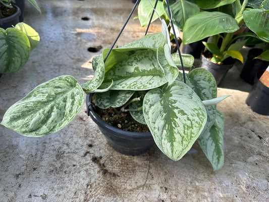 Pothos Satin Silver Splash