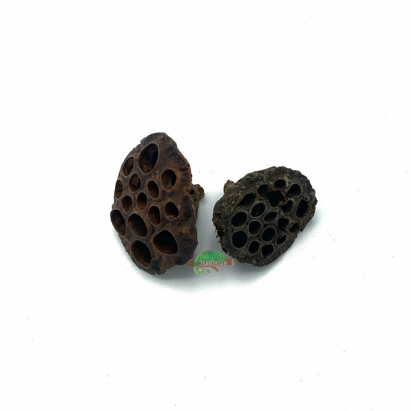 Lotus Pods
