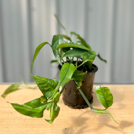 Baltic Blue Pothos