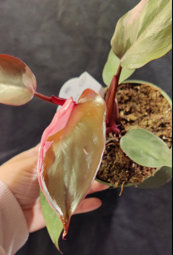 Philodendron Pink Princess 4"