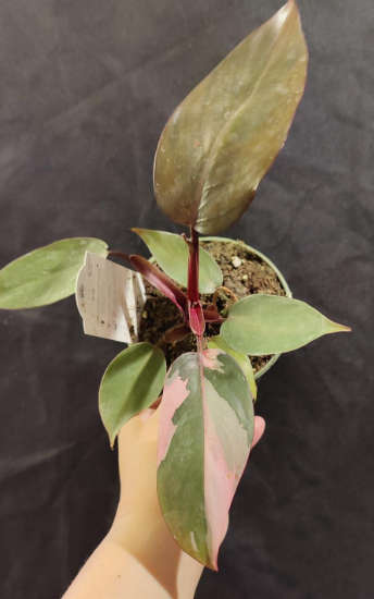 Philodendron Pink Princess 4"