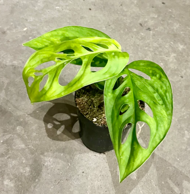 Monstera Esquelito 4"