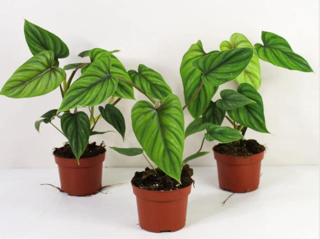 Philodendron Plowmanii 6"