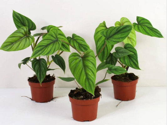 Philodendron Plowmanii 6"