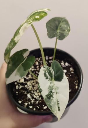 Alocasia Frydek Variegated