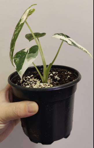 Alocasia Frydek Variegated