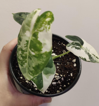Alocasia Frydek Variegated