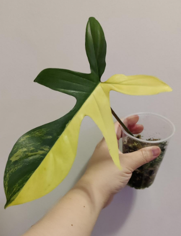 Philodendron Florida Beauty
