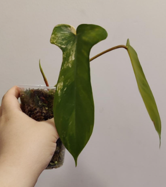 Philodendron Florida Beauty