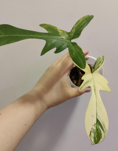 Philodendron Florida Beauty