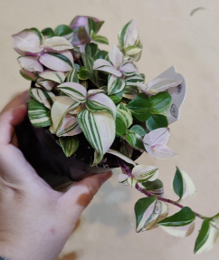 Tradescantia Pink Tricolour Rainbow