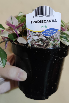 Tradescantia Pink Tricolour Rainbow