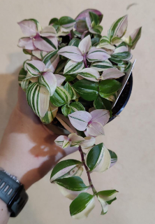 Tradescantia Pink Tricolour Rainbow