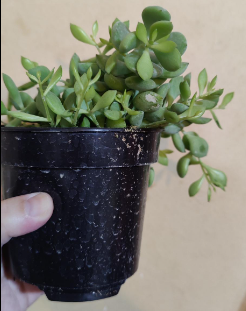 Cliff Cotyledon