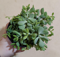 Cliff Cotyledon