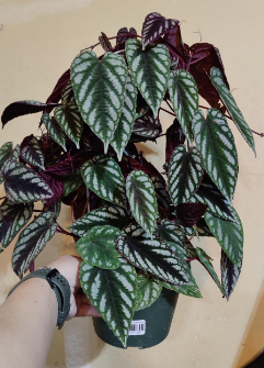Tapestry Vine Cissus Discolor (Begonia Vine)