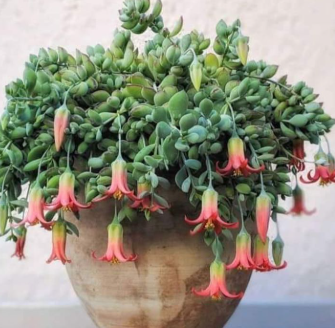 Cliff Cotyledon