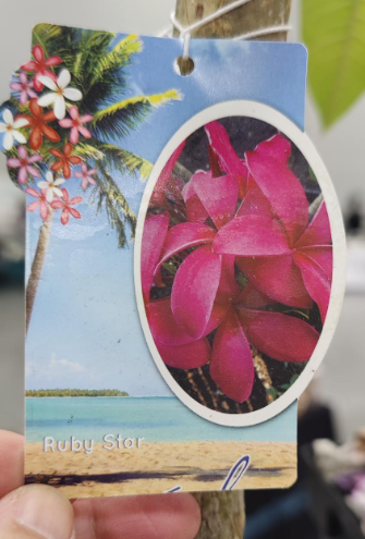 Plumeria Tree