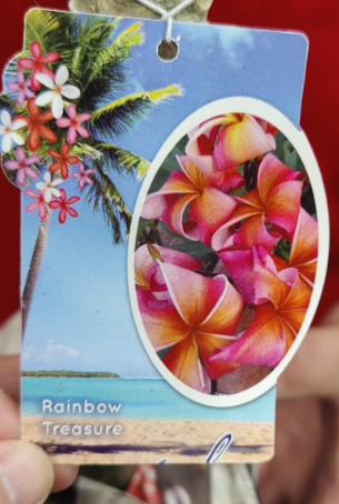 Plumeria Tree