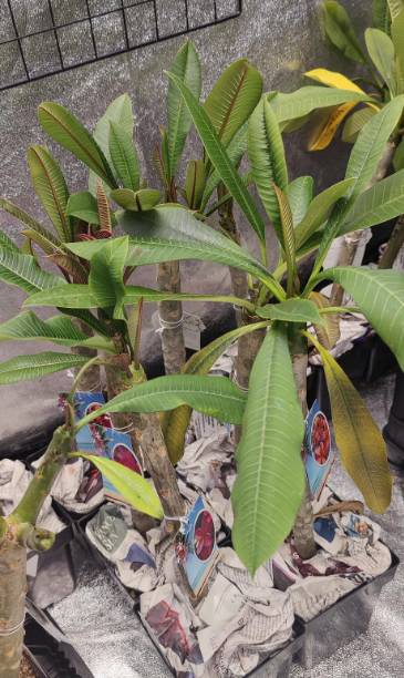 Plumeria Tree